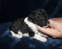 Victor, a male Poodle - Toy  for sale in Lovely, KY – 3 of 5