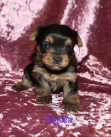 Alyssa, a female Yorkshire Terrier for sale in Lovely, KY – 4 of 6