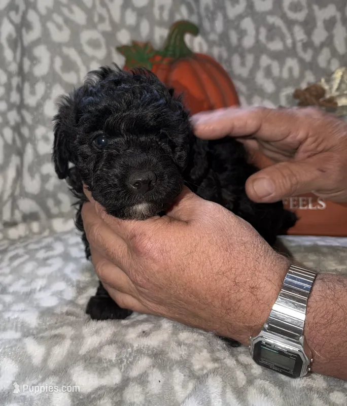 Brutus – Poodle - Miniature  puppy for sale in Lovely, KY