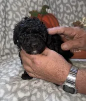 Brutus, a male Poodle - Miniature  for sale in Lovely, KY – 1 of 4