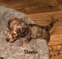 Skeeter (Long haired dapple), a male Miniature Dachshund for sale in Lovely, KY – 7 of 10