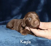 Kayla (LH), a female Miniature Dachshund for sale in Lovely, KY – 2 of 6
