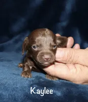 Kaylee (tiny LH), a female Miniature Dachshund for sale in Lovely, KY – 4 of 5