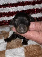 Kelly (longhaired), a female Miniature Dachshund for sale in Lovely, KY – 5 of 8