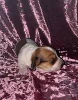 Whitley  (long haired), a female Miniature Dachshund for sale in Lovely, KY – Photo 2 of 5