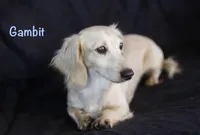 Whitley  (long haired), a female Miniature Dachshund for sale in Lovely, KY – Photo 4 of 5