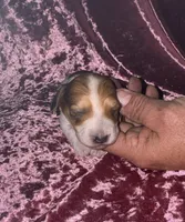Whitley  (long haired), a female Miniature Dachshund for sale in Lovely, KY – Photo 3 of 5