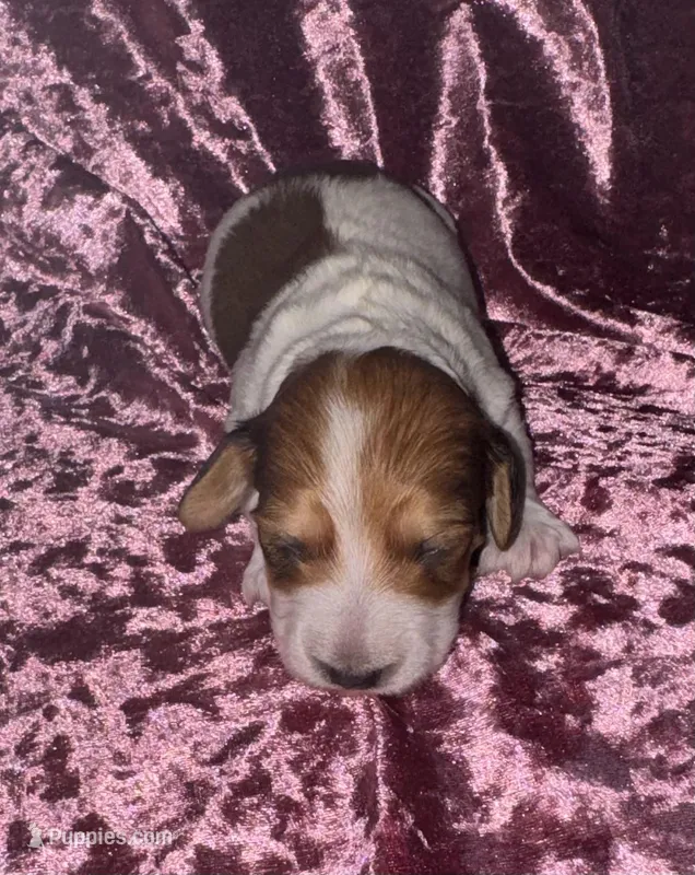 Whitley  (long haired) – Miniature Dachshund puppy on hold in Lovely, KY