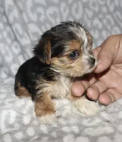 Tiny Solana - Parti factor, a female Yorkshire Terrier for sale in Lovely, KY – 6 of 9