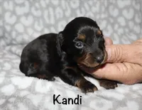 Kandi (longhaired) black and tan, a female Miniature Dachshund for sale in Lovely, KY – 1 of 5