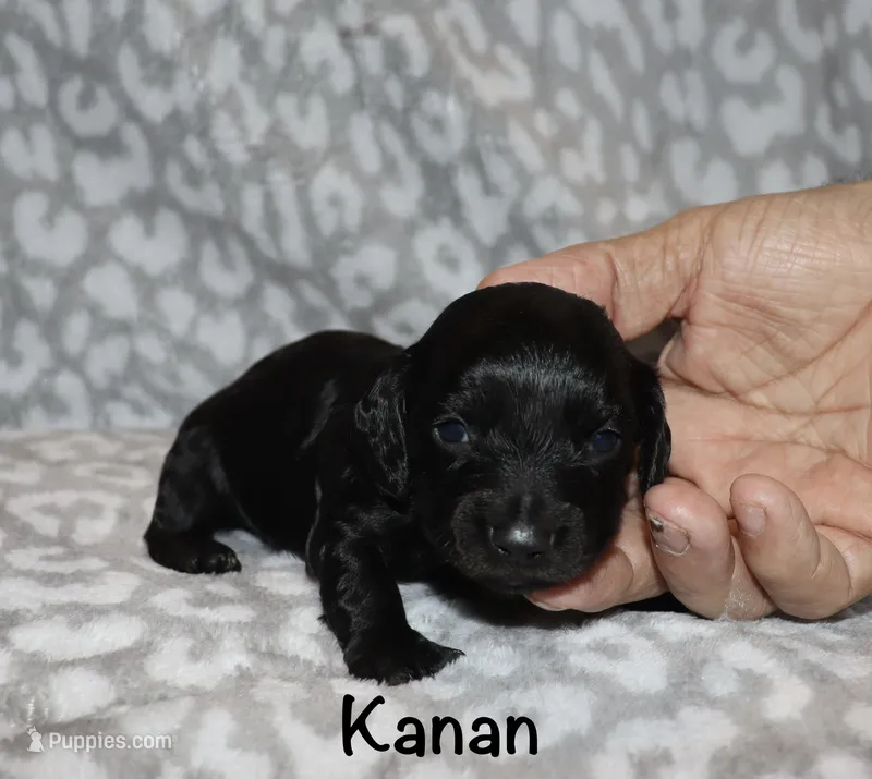 Kanan (Longhaired) solid black – Miniature Dachshund puppy for sale in Lovely, KY