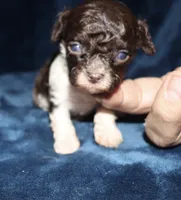 Bitsy, a female Poodle - Toy  for sale in Lovely, KY – 3 of 6