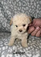 Casper tiny male 3.5 lbs, a male Poodle - Toy  for sale in Lovely, KY – 3 of 6