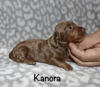Kanora (longhaired) isabella, a female Miniature Dachshund for sale in Lovely, KY – 3 of 7