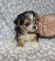 Tiny Solana - Parti factor, a female Yorkshire Terrier for sale in Lovely, KY – 9 of 9
