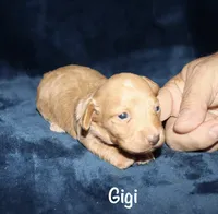 Gigi, a female Miniature Dachshund for sale in Lovely, KY – 1 of 9