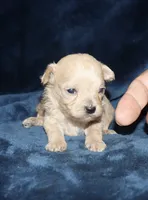 Clyde, a female Poodle - Toy  for sale in Lovely, KY – 6 of 9