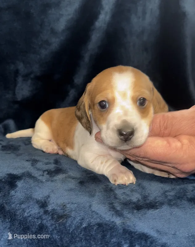 Chase – Miniature Dachshund puppy for sale in Lovely, KY