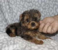 Solly - Merle male 1, a male Yorkshire Terrier for sale in Lovely, KY – 2 of 6