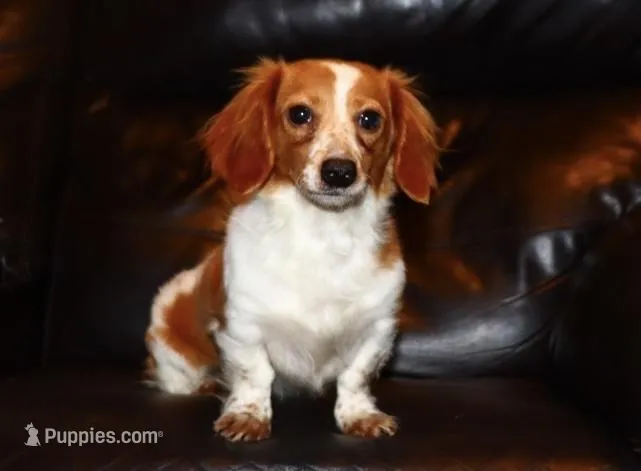 Gerdie. (Long haired)