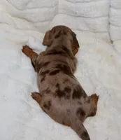 Gerdie. (Long haired), a female Miniature Dachshund for sale in Lovely, KY – Photo 6 of 6