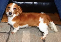 Gerdie. (Long haired), a female Miniature Dachshund for sale in Lovely, KY – Photo 3 of 6