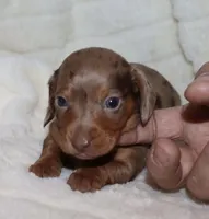 Gerdie. (Long haired), a female Miniature Dachshund for sale in Lovely, KY – Photo 5 of 6