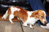 Gerdie. (Long haired), a female Miniature Dachshund for sale in Lovely, KY – Photo 2 of 6