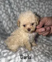 Tiny Darla, a female Poodle - Toy  for sale in Lovely, KY – 4 of 10