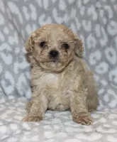 Clyde tiny -4lbs, a male Poodle - Toy  for sale in Lovely, KY – 6 of 6