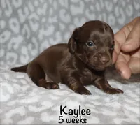 Kaylee (tiny girl), a female Miniature Dachshund for sale in Lovely, KY – 5 of 10