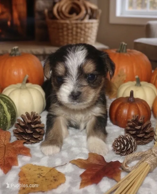 Parti factor – Yorkshire Terrier puppy for sale in Lovely, KY