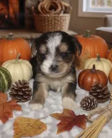 Parti factor, a female Yorkshire Terrier for sale in Lovely, KY – 1 of 2