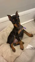 Fifi, a female Miniature Pinscher for sale in Minneapolis, MN – 4 of 4
