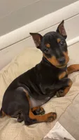 Fifi, a female Miniature Pinscher for sale in Minneapolis, MN – 2 of 4