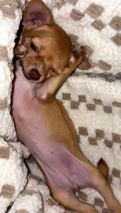Lola, a female Chihuahua for sale in Minneapolis, MN – 6 of 6