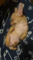 Lola, a female Chihuahua for sale in Minneapolis, MN – 4 of 6