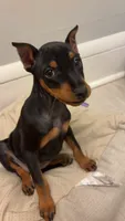 Fifi, a female Miniature Pinscher for sale in Minneapolis, MN – 3 of 4