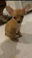 Lola, a female Chihuahua for sale in Minneapolis, MN – 2 of 6