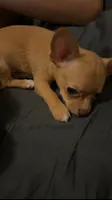 Lola, a female Chihuahua for sale in Minneapolis, MN – 3 of 6