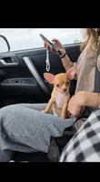Lola, a female Chihuahua for sale in Minneapolis, MN – 5 of 6