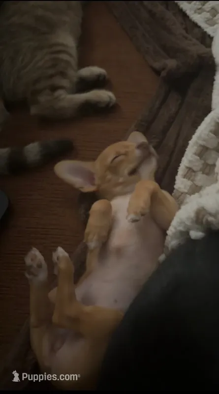 Lola – Chihuahua puppy for sale in Minneapolis, MN