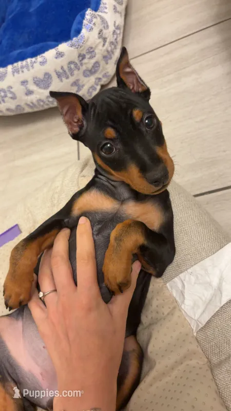 Fifi – Miniature Pinscher puppy for sale in Minneapolis, MN