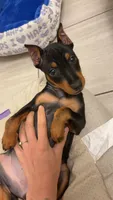 Fifi, a female Miniature Pinscher for sale in Minneapolis, MN – 1 of 4