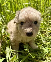 Matilda, a female Australian Shepherd and Maremma Sheepdog for sale in Meyersdale, PA – 2 of 4