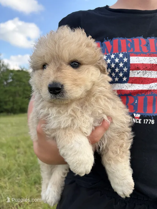 Matilda – Australian Shepherd, Maremma Sheepdog puppy for sale in Meyersdale, PA