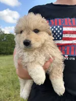 Matilda, a female Australian Shepherd and Maremma Sheepdog for sale in Meyersdale, PA – 1 of 4