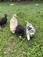Matilda, a female Australian Shepherd and Maremma Sheepdog for sale in Meyersdale, PA – 4 of 4