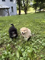 Matilda, a female Australian Shepherd and Maremma Sheepdog for sale in Meyersdale, PA – 3 of 4