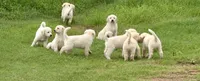 Puppy, a male Great Pyrenees and Labrador Retriever for sale in Blum, TX – 2 of 6